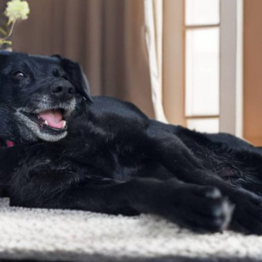 Yüzünde beyaz tüyler, gülümseyen bir ifadeyle, siyah bir köpek yerde yatıyordu.