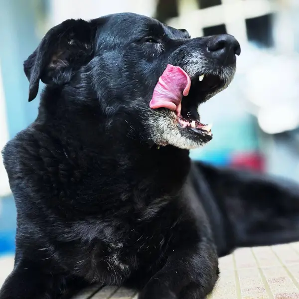 stock image A black dog lying down, with white hair from age on its face, with its tongue out, licking its own face