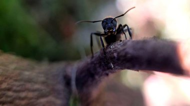 Küçük bir bitki dalının tepesindeki karıncaların makro fotoğrafı.