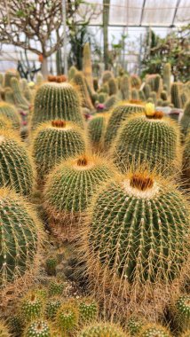 Dikenli yeşil kaktüslerin fidanlığı, bazılarının üstünde çiçekler, farklı boyutlarda, bir serada.