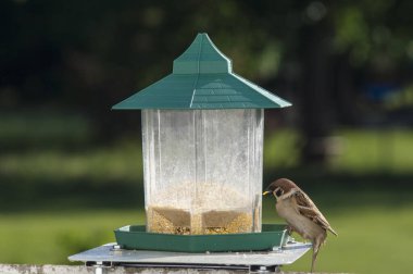 Serçe, bulanık bir arka planda, besleyiciden yemek yiyor.
