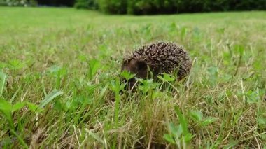 Kirpi otların arasında bir şey arıyor. Yakın plan.