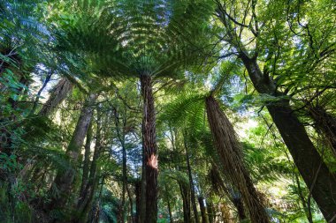 Yeni Zelanda 'nın Ruapehu İlçesi, Ohakune eski koç bisiklet yolu boyunca yoğun çalılık