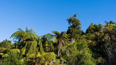 Yeni Zelanda 'nın Ruapehu İlçesi, Ohakune eski koç bisiklet yolu boyunca yoğun çalılık
