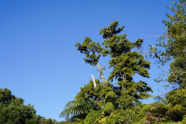 A giant rimu tree in the North Island of New Zealand clipart