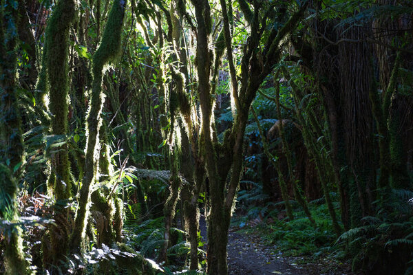 Dense native bush along the Ohakune Old Coach Road cycle trail, Ruapehu District, New Zealand