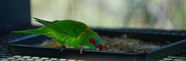 A musk lorikeet (Glossopsitta concinna) feeding while in a bird cage clipart