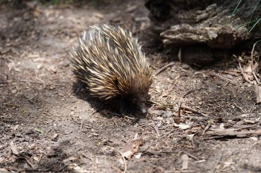 Kısa gagalı Echidna (Tachyglossus aculeatus), kısa burunlu ekidna olarak da bilinir.