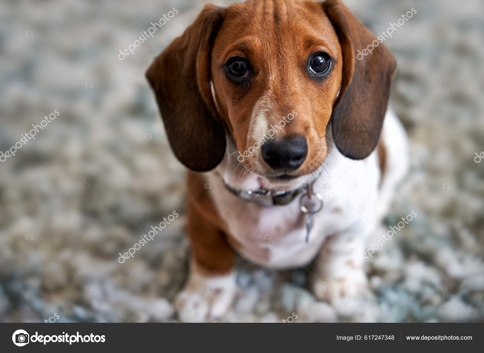 Dog Breed Piebald Miniature Dachshund Puppies Photograph
