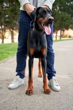 Genç Doberman Pinscher 'ın köpeği yürüyüş yaparken sahiplerinin bacaklarının arasında duruyor.