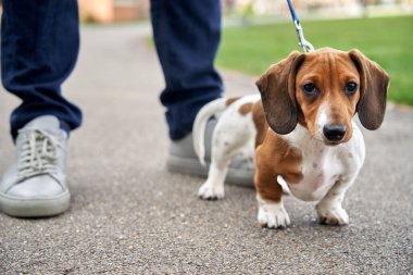 Minyatür Dachshund köpek yavrusu sahibinin bacaklarının arasında durup yürürken kameraya bakıyor.                               