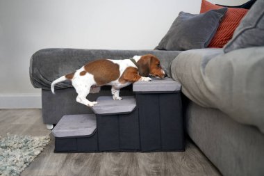 Minyatür Dachshund köpek yavrusu bir evdeki kanepeye tırmanmak için merdivenleri kullanıyor.