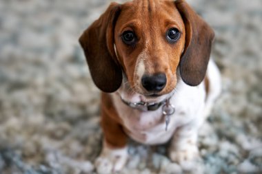 Minyatür bir köpek yavrusunun fotoğrafı. Piebald Dachshund köpeği yerde oturmuş kameraya bakıyor.