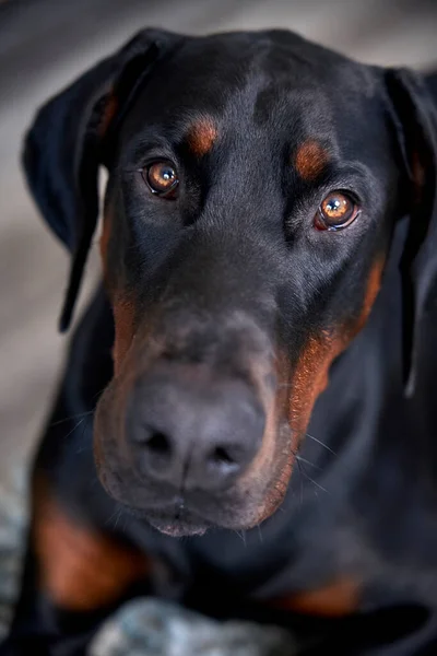 Närbild Porträtt Doberman Valp Hund Tittar Kameran — Stockfoto