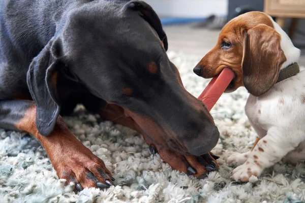 미니어처 강아지들은 바닥에 동안씹는 음식을 먹는다 — 스톡 사진