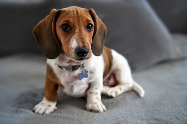 Photograph Puppy Miniature Piebald Dachshund Dog Sitting Sofa Looking Camera — Stock Photo, Image
