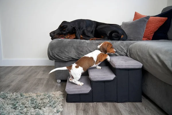 Cão Cachorro Dachshund Miniatura Usando Passos Para Subir Sofá Para — Fotografia de Stock