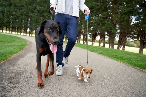 Doberman Pinscher和Miniature Dachshund小狗与主人在公园散步 — 图库照片