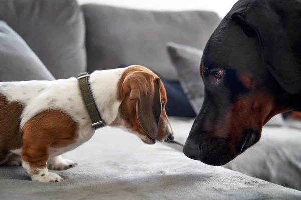 Close Doberman Pinscher Miniature Dachshund Puppy Dogs Facing Each Other — Stock Photo, Image