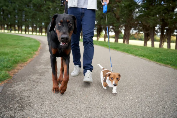 Doberman Pinscher和Miniature Dachshund小狗与主人在公园散步 — 图库照片