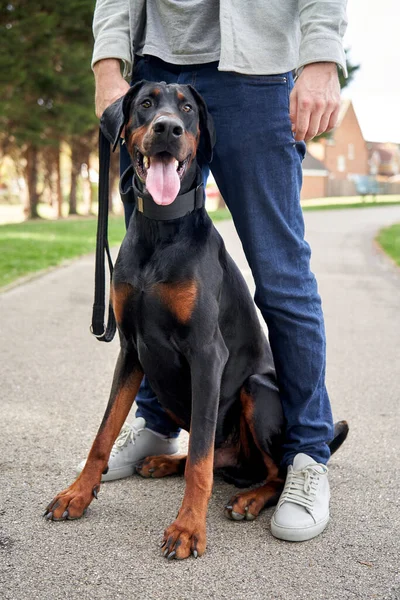 年轻的Doberman Pinscher狗在外面散步时坐在主人的腿之间 — 图库照片