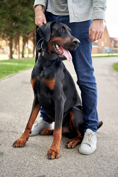 年轻的Doberman Pinscher狗在外面散步时坐在主人的腿之间 — 图库照片