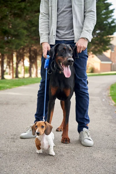 Doberman Pinscher和Miniature Dachshund小狗与主人一起站在外面散步 — 图库照片