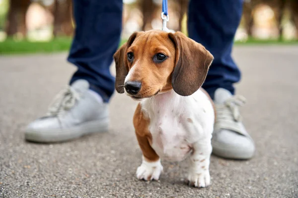 Minyatür Dachshund Köpek Yavrusu Yürürken Sahibinin Bacaklarının Arasında Duruyor — Stok fotoğraf