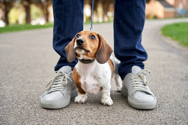 Minyatür Dachshund Köpek Yavrusu Yürürken Sahibinin Bacaklarının Arasında Duruyor — Stok fotoğraf