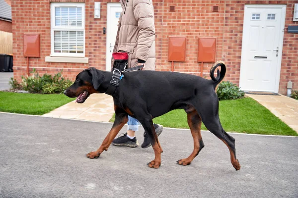 Genç Doberman Pinscher Yeni Konutlarda Sahibinin Yanında Geziyor — Stok fotoğraf