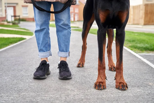 Legs Doberman Pinscher Dog Standing Next Owner Street While Out — Stock Photo, Image