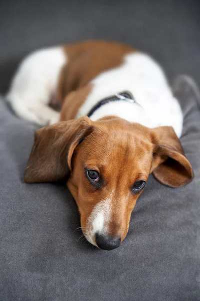 Photograph Puppy Miniature Piebald Dachshund Dog Lying Sofa Looking Camera — Stock Photo, Image