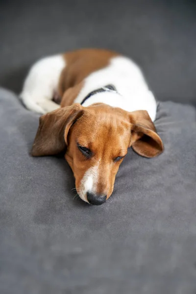 Photograph Puppy Miniature Piebald Dachshund Dog Lying Sofa Falling Asleep — Stock Photo, Image