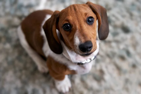 Photograph Puppy Miniature Piebald Dachshund Dog Sitting Floor Looking Camera — Stock Photo, Image