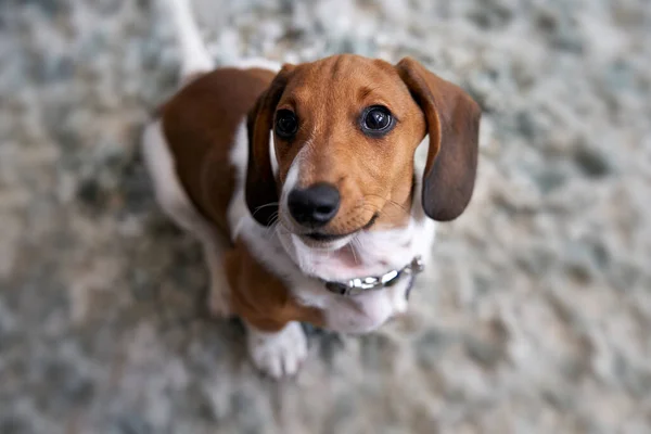 Photograph Puppy Miniature Piebald Dachshund Dog Lying Floor Looking Camera — Stock Photo, Image