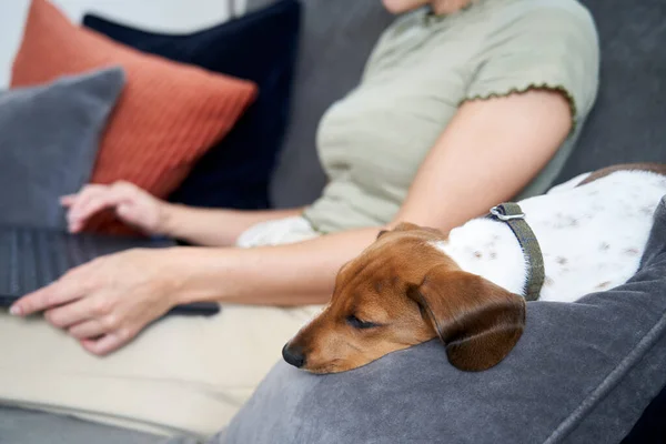 Young Woman Sitting Sofa Home Working Laptop Computer Pet Dog — Stock Photo, Image