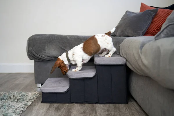 Cão Cachorro Dachshund Miniatura Usando Passos Para Descer Sofá Uma — Fotografia de Stock