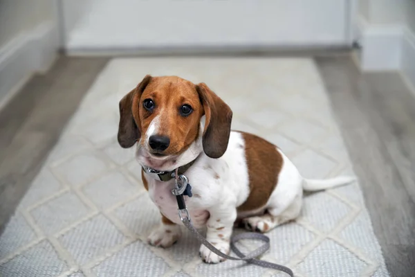 Photograph Puppy Miniature Piebald Dachshund Dog Sitting Floor Lead Front — Stock Photo, Image