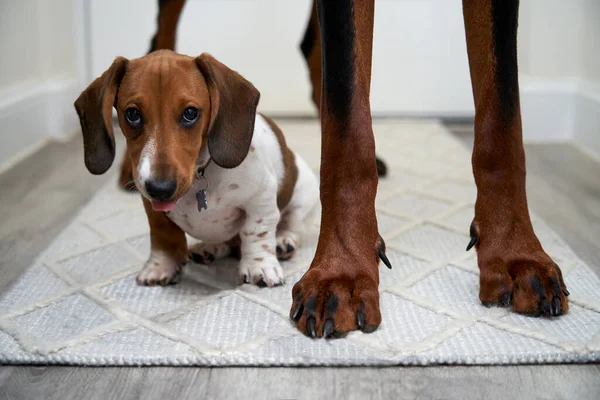 Miniatura Dachshund Cão Entre Pernas Grande Doberman Olhando Para Câmera — Fotografia de Stock