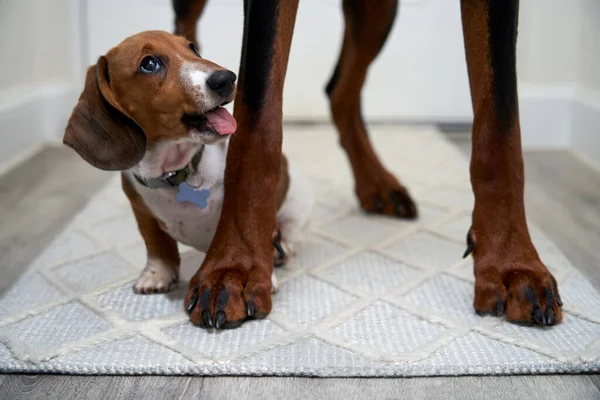 Miniatura Dachshund Cão Entre Pernas Grande Doberman Olhando Para Ele — Fotografia de Stock