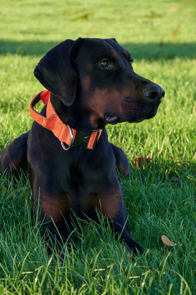 Photograph Puppy Doberman Pinscher Dog Sitting Grass Looking Owner Sunny Royalty Free Stock Images
