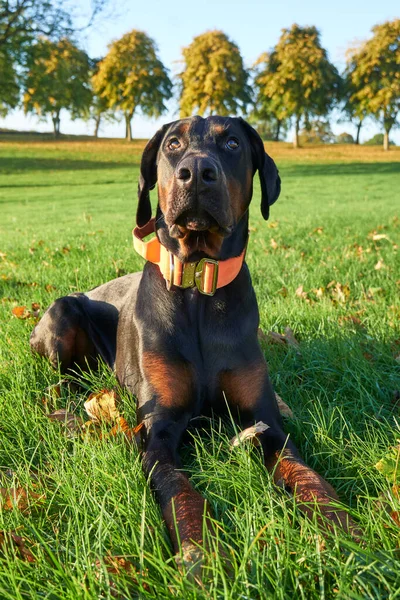 Photograph Puppy Doberman Pinscher Dog Sitting Grass Looking Owner Sunny Stock Picture