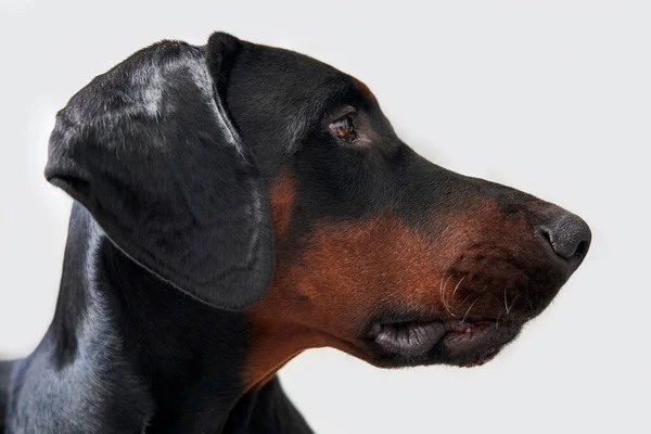 閉じるプロフィールのドバーマン子犬の犬隔離された白い背景 ストック画像