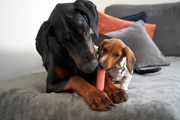 杜宾犬和小猎犬在家中沙发上分享咀嚼 免版税图库照片