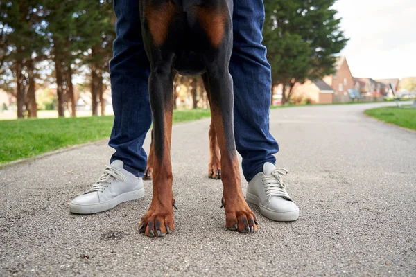 年轻的Doberman Pinscher狗在外面散步时坐在主人的腿之间 图库照片
