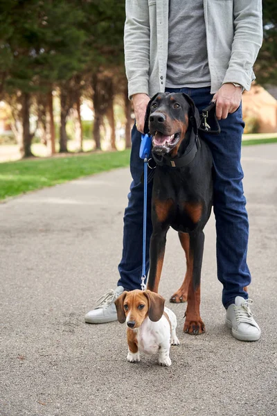 Doberman Pinscher和Miniature Dachshund小狗与主人一起站在外面散步 图库图片