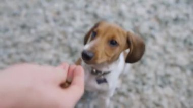4K, köpek yavrusu minyatür dachshund 'un sahibinden ödül almak için zıpladığı video.