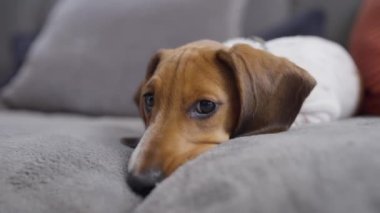 4K video. Evdeki kanepede dinlenen minyatür dachshund köpek yavrusunu kapat.