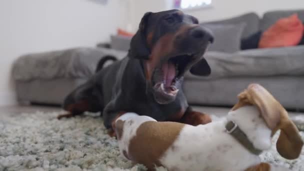 4K的迷你沙契狗和独行小狗在休息厅的地板上打斗的视频 — 图库视频影像