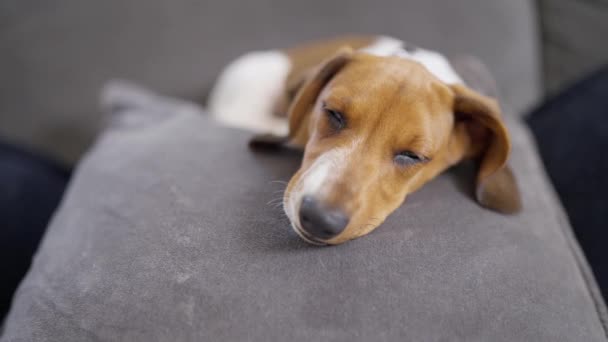 Video Minyatür Dachshund Köpek Yavrusunun Evdeki Kanepede Uyumasını Kapat — Stok video